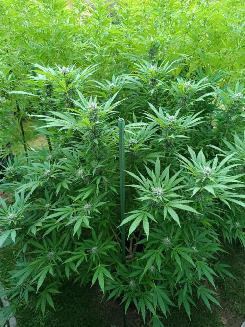 Outdoor Grow for WPFF 2026. Week 18 - Pink guava