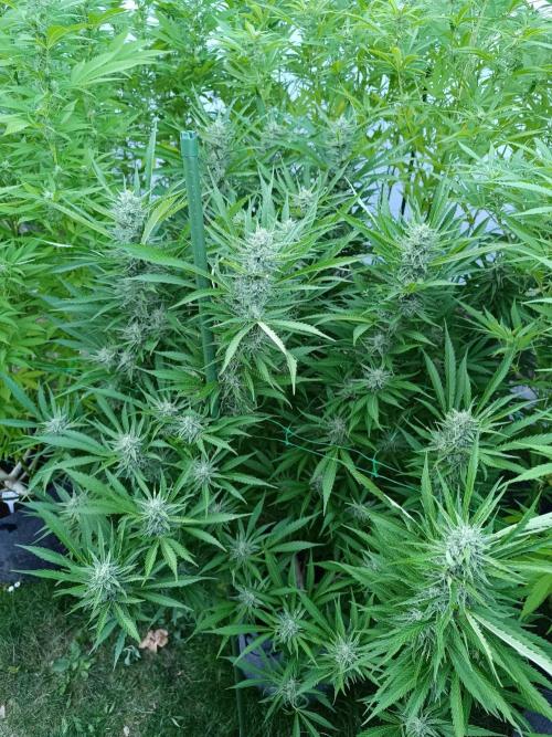 Outdoor Grow for WPFF 2026. Week 18 - Pink guava