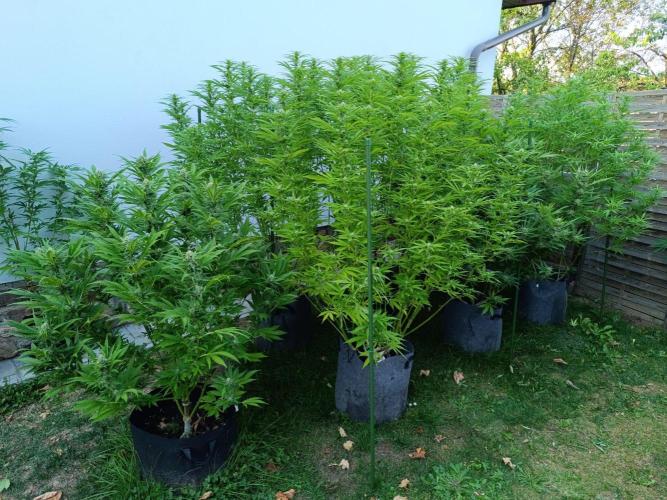 Outdoor Grow for WPFF 2026. Week 18