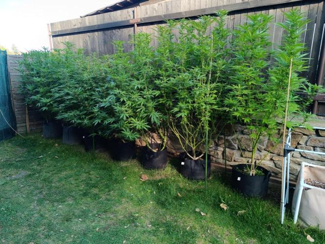 Outdoor Grow for WPFF 2026. Week 18