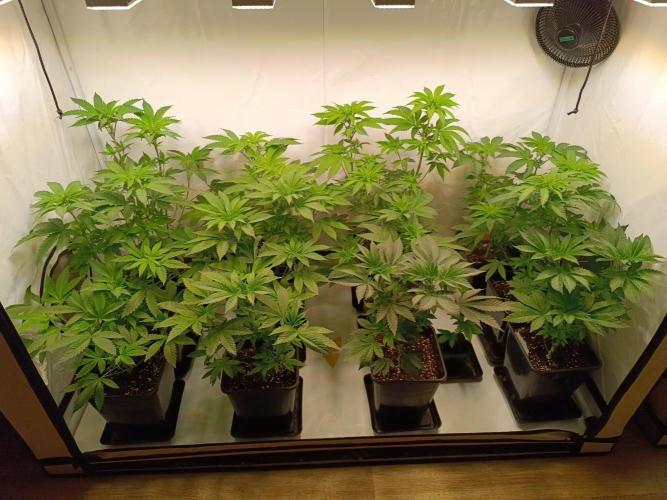 Juicy Flavours Grow #002. Week 6