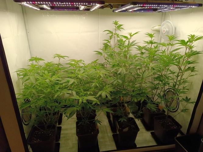 Juicy Flavours Grow #003. Week 6