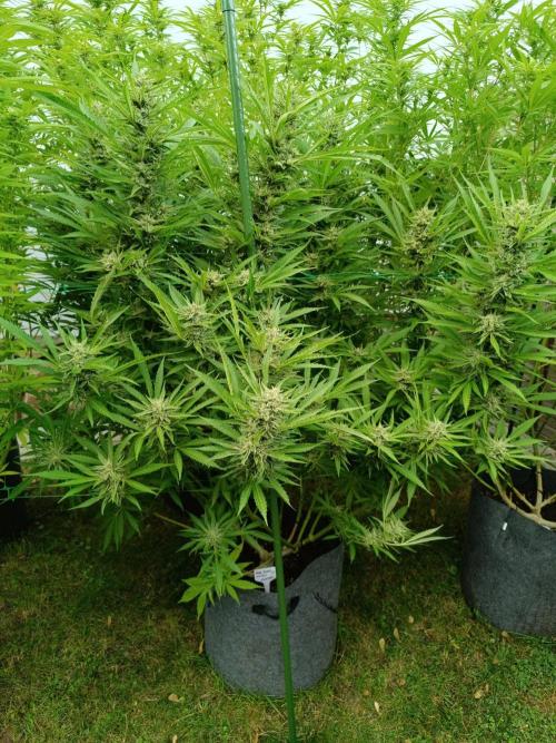 Outdoor Grow for WPFF 2026. Week 19