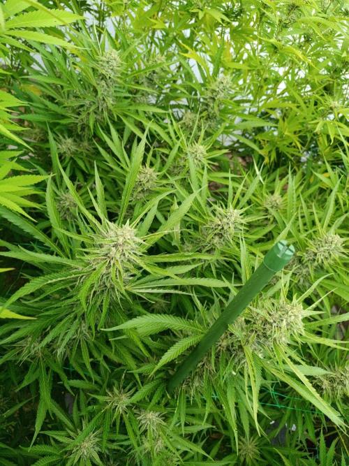 Outdoor Grow for WPFF 2026. Week 19