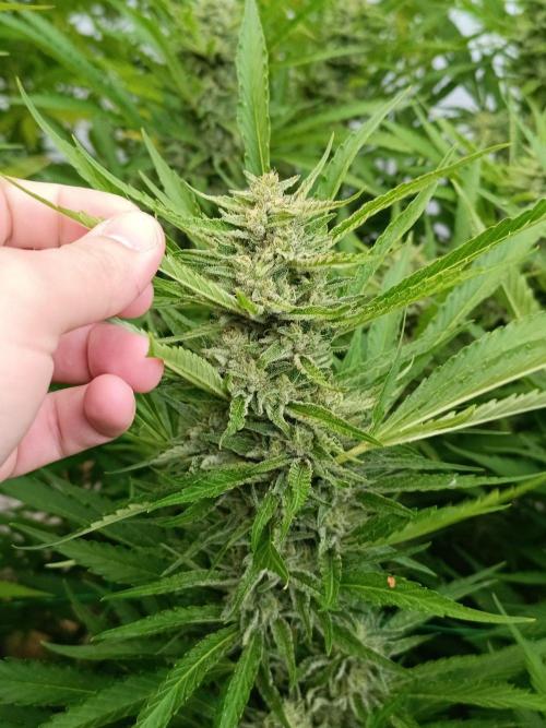 Outdoor Grow for WPFF 2026. Week 19
