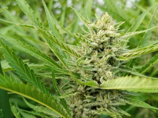 Outdoor Grow for WPFF 2026. Week 19