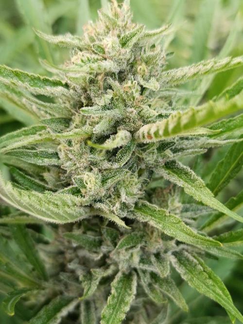 Outdoor Grow for WPFF 2026. Week 19