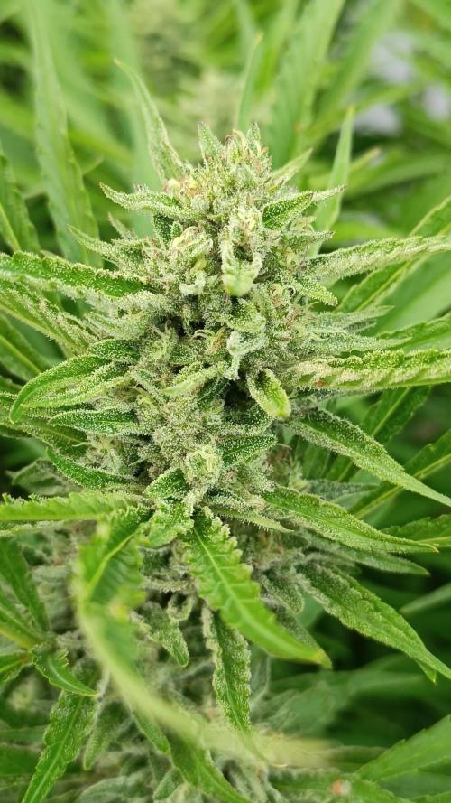 Outdoor Grow for WPFF 2026