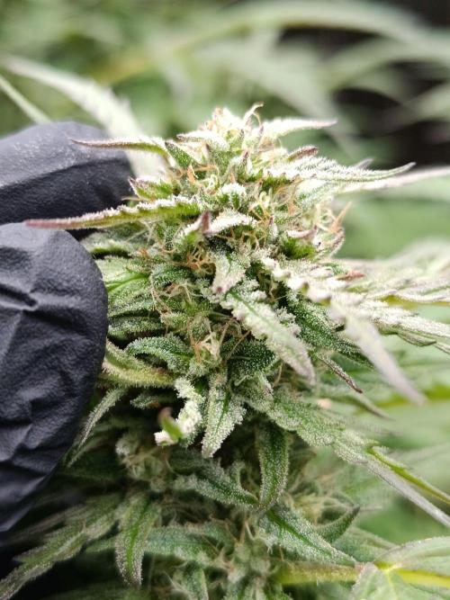 Outdoor Grow for WPFF 2026. Week 19
