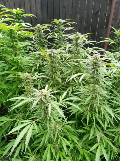Outdoor Grow for WPFF 2026. Week 19