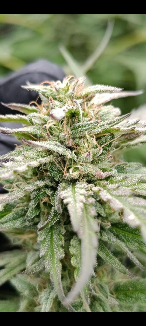 Outdoor Grow for WPFF 2026. Week 19