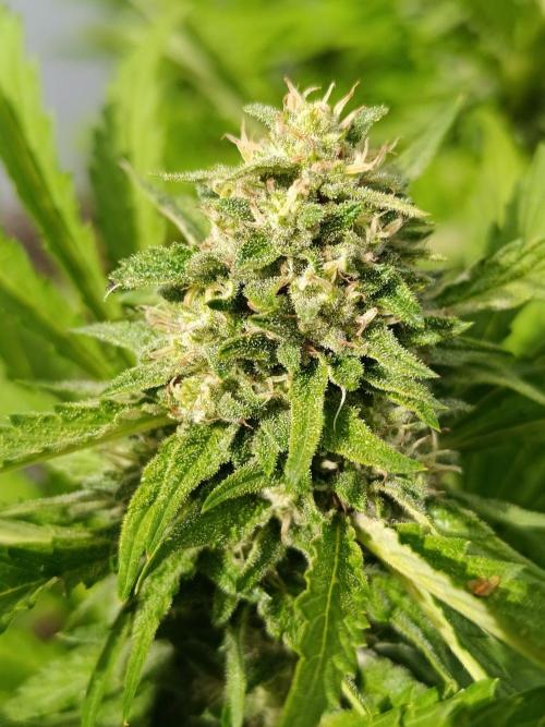 Outdoor Grow for WPFF 2026. Week 19 - Pink guava