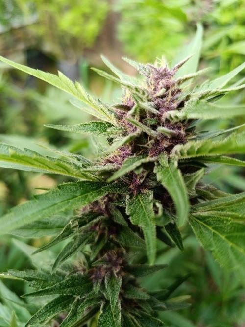 Outdoor Grow for WPFF 2026. Week 19 - Tropicana cookies 