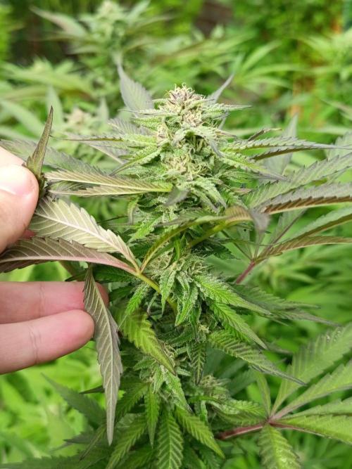 Outdoor Grow for WPFF 2026. Week 19 - Mental rainbow 