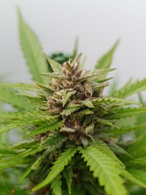 Outdoor Grow for WPFF 2026. Week 19 - Pink guava