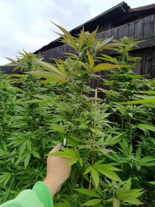 Outdoor Grow for WPFF 2026. Week 19 - Mental rainbow 