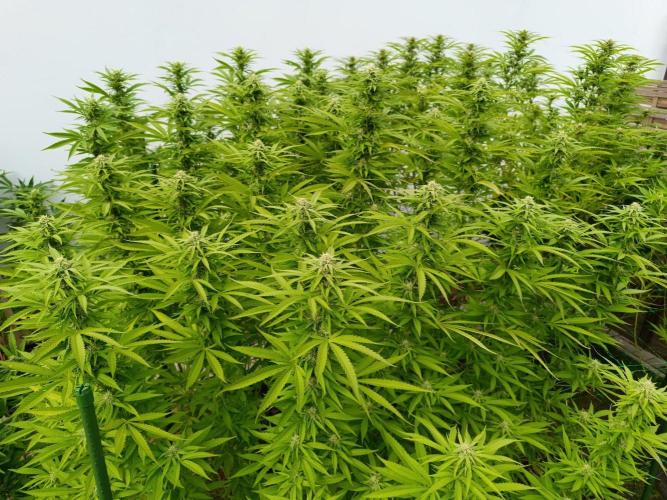 Outdoor Grow for WPFF 2026. Week 19 - Mental rainbow And gorrila glue