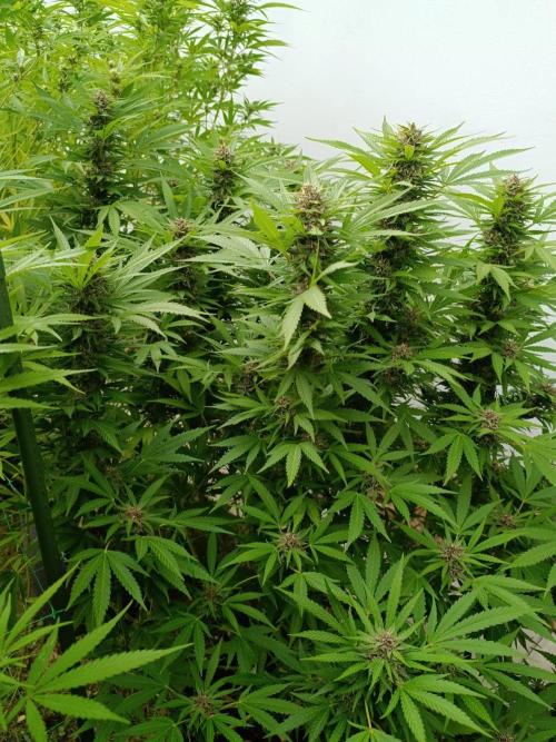 Outdoor Grow for WPFF 2026. Week 19 - Pink guava