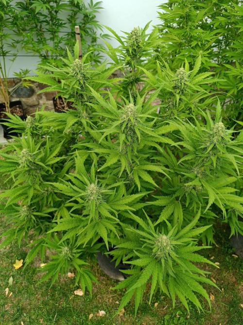 Outdoor Grow for WPFF 2026. Week 19 - Pink guava