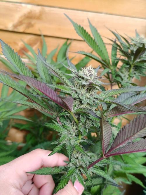 Outdoor Grow for WPFF 2026. Week 19 - Pink Milk 