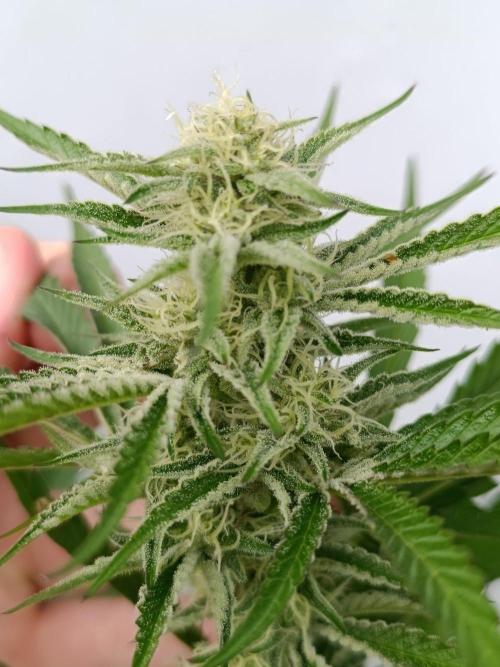 Outdoor Grow for WPFF 2026. Week 19 - Sugarcane