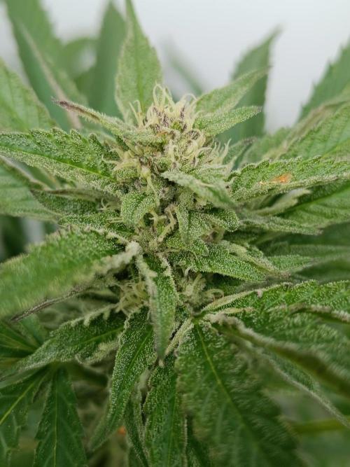 Outdoor Grow for WPFF 2026. Week 19 - Zuzuberry x prism