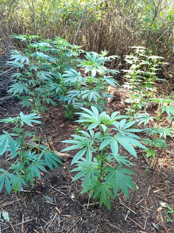 Outdoor guerilla 2026. Week 7