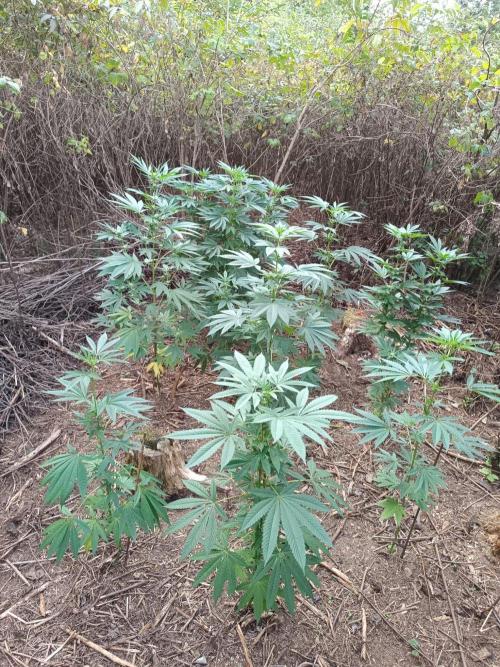 Outdoor guerilla 2026. Week 8