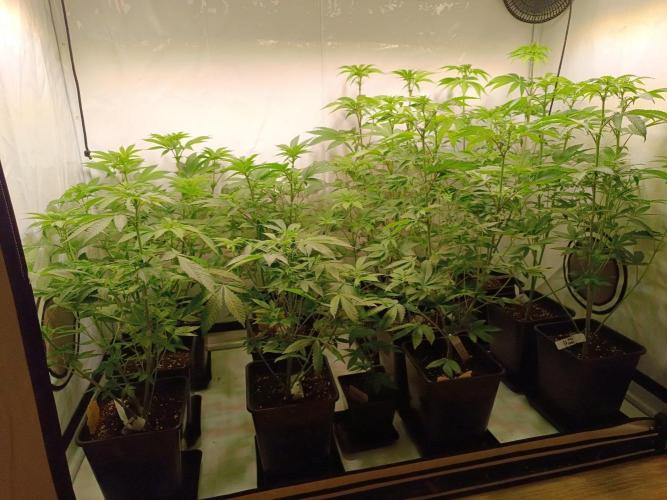 Juicy Flavours Grow #002. Week 8