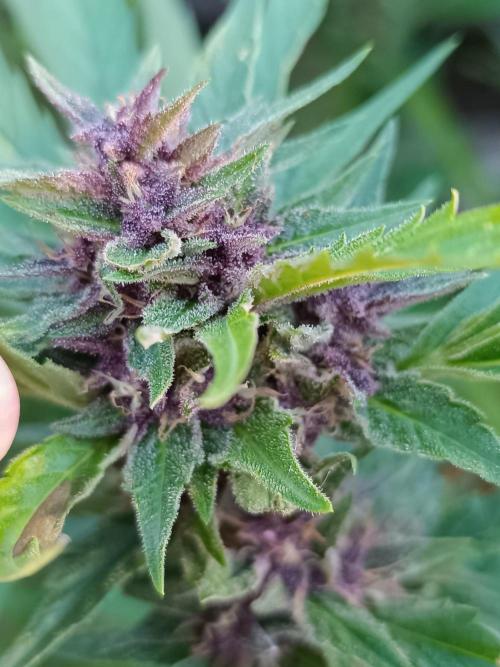 Outdoor Grow for WPFF 2026. Week 20