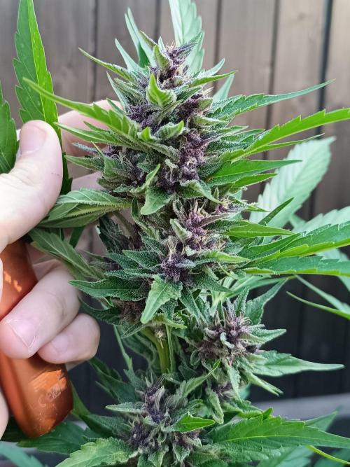 Outdoor Grow for WPFF 2026. Week 20
