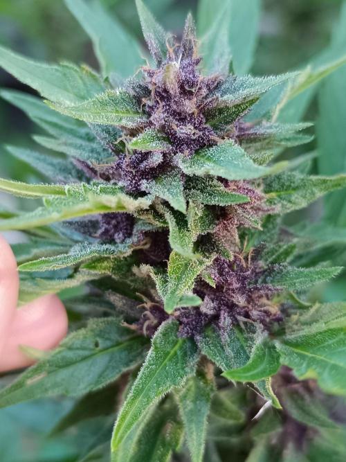 Outdoor Grow for WPFF 2026. Week 20