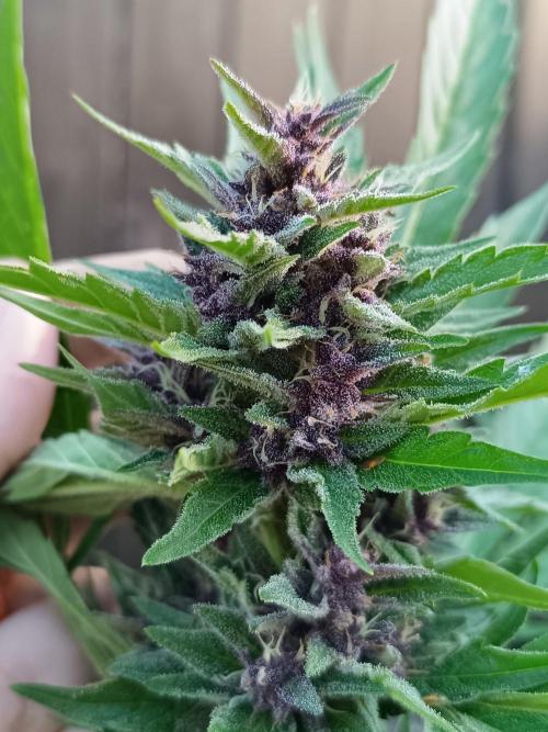 Outdoor Grow for WPFF 2026. Week 20