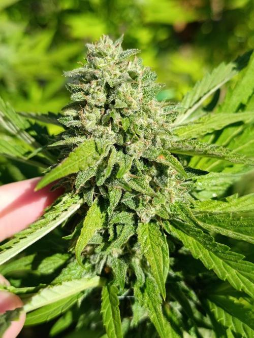 Outdoor Grow for WPFF 2026. Week 20