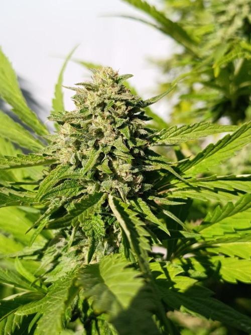 Outdoor Grow for WPFF 2026. Week 20