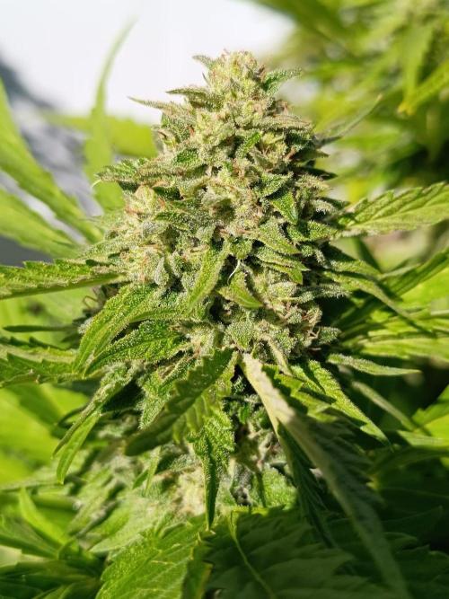 Outdoor Grow for WPFF 2026. Week 20