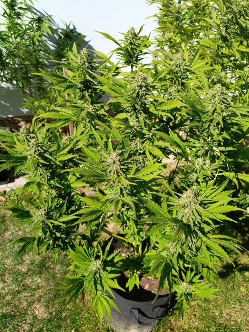 Outdoor Grow for WPFF 2026. Week 20
