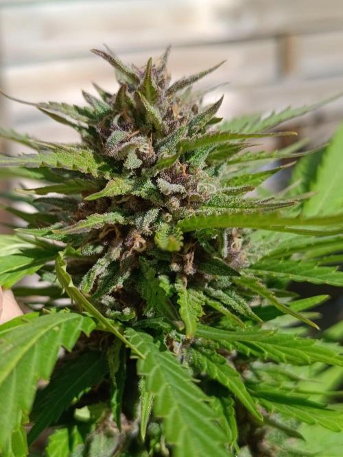 Outdoor Grow for WPFF 2026. Week 20