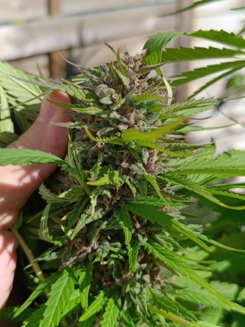 Outdoor Grow for WPFF 2026. Week 20