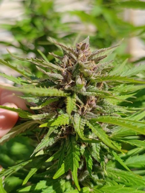 Outdoor Grow for WPFF 2026. Week 20