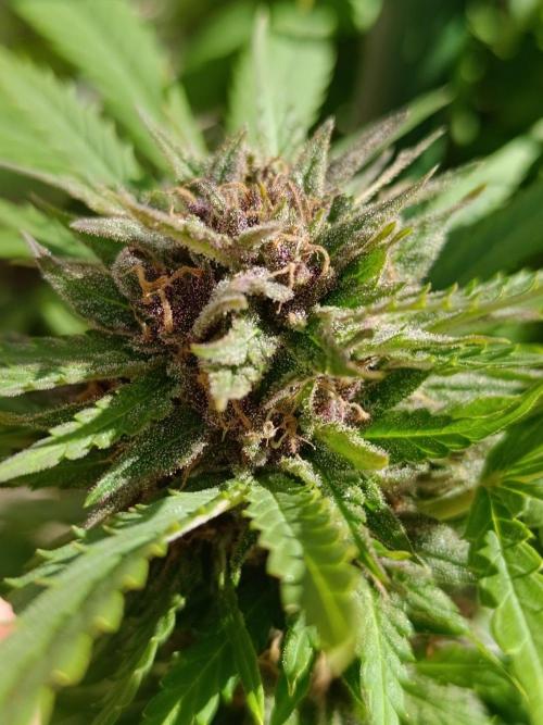 Outdoor Grow for WPFF 2026. Week 20