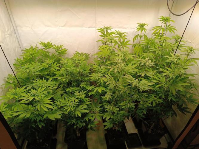 Juicy Flavours Grow #002. Week 9