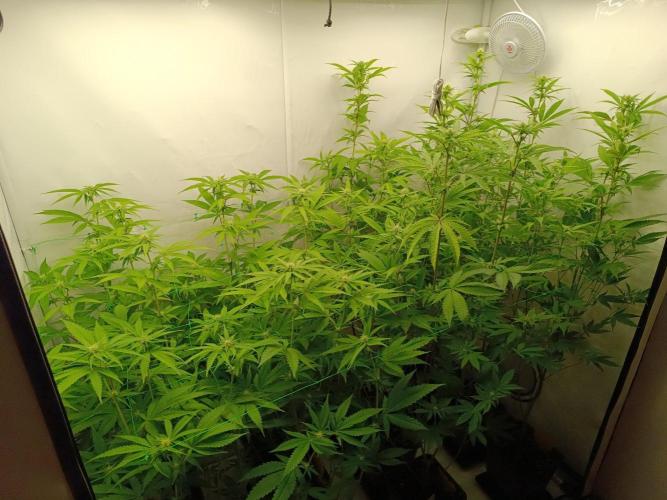 Juicy Flavours Grow #003. Week 8