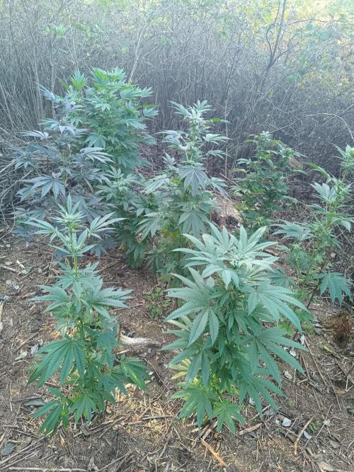 Outdoor guerilla 2026. Week 10