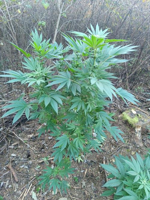 Outdoor guerilla 2026. Week 10