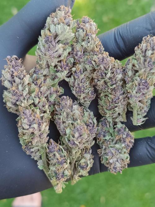 Outdoor Grow for WPFF 2026. Week 20