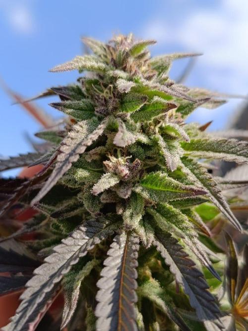Outdoor Grow for WPFF 2026. Week 20 - Mental rainbow 