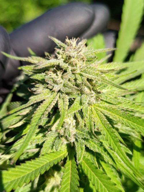 Outdoor Grow for WPFF 2026. Week 20 - Gg4 sherbet fast