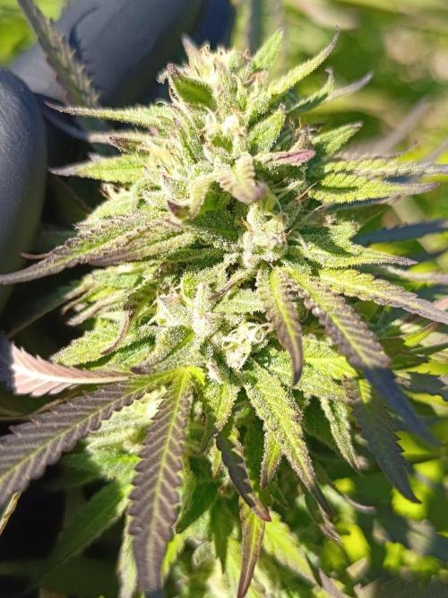 Outdoor Grow for WPFF 2026. Week 20 - Mental rainbow 