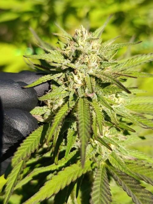 Outdoor Grow for WPFF 2026. Week 20 - Mental rainbow 